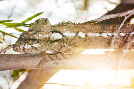 Beautiful camouflaged chameleon in Madagascar, presumably the Oustalets or Malagasy giant chameleon (Furcifer oustaleti)の写真素材