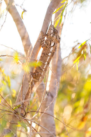 Beautiful camouflaged chameleon in Madagascar, presumably the Oustalets or Malagasy giant chameleon (Furcifer oustaleti)の写真素材