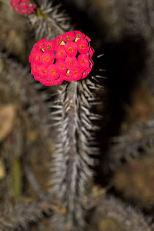 Euphorbia milii (crown of thorns, Christ plant, Christ thorn)at night in Madagascarの写真素材