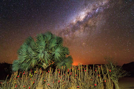 Some crown-of-christ shrubs and a palm tree with the awesome milky way behind it in Isalo, Madagascarの写真素材