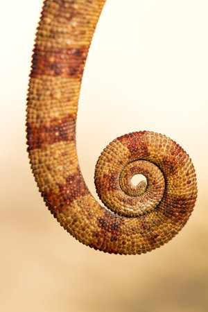 Close up image of a beautiful Chameleons tail in Madagascarの写真素材