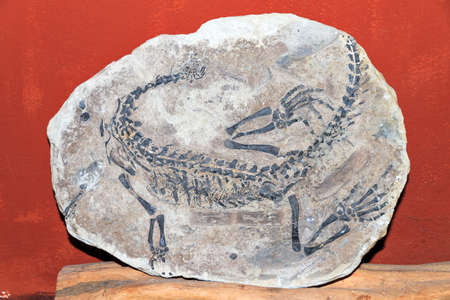 Beautiful fossil of some sort of dinosaur reptile from Madagascarの写真素材