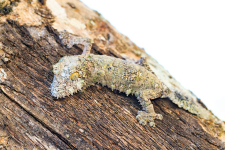 Mossy leaf-tailed gecko (Uroplatus sikorae) camouflaged on a tree in Madagascar with a white backgroundの写真素材