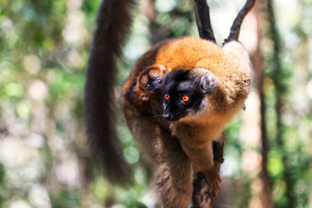 The red-fronted lemur (Eulemur rufifrons, also known as the red-fronted brown lemur or southern...