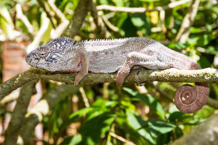 Beautiful camouflaged chameleon in Madagascar, presumably the Oustalets or Malagasy giant chameleon (Furcifer oustaleti)の写真素材