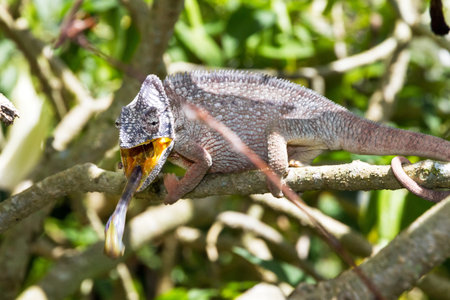 Beautiful chameleon, presumably the Oustalets or Malagasy giant chameleon (Furcifer oustaleti), striking with his tongue at an insect in Madagascarの写真素材