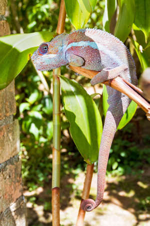 Beautiful camouflaged chameleon in Madagascar, presumably the panther chameleon (Furcifer pardalis)の写真素材