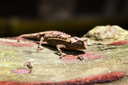 Stump-tailed or Leaf Chameleon (Brookesia brygooi) in Madagascarの写真素材