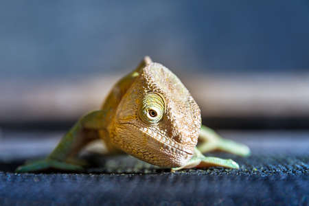 Beautiful chameleon in Madagascar, presumably the Parsons chameleon (Calumma parsonii)の写真素材