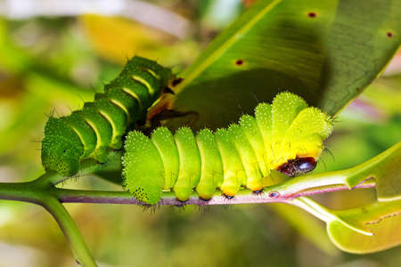 Caterpillar of the Comet moth (Argema mittrei) or Madagascan moon moth in Madagascarの写真素材