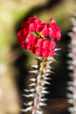 Euphorbia milii (crown of thorns, Christ plant, Christ thorn) in Madagascarの写真素材
