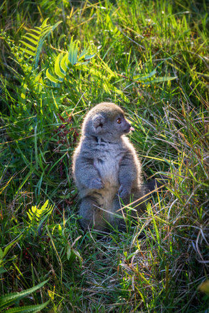 The eastern lesser bamboo lemur (Hapalemur griseus)