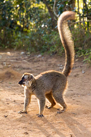 The red-fronted lemur (Eulemur rufifrons)の写真素材