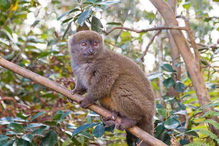 The eastern lesser bamboo lemur (Hapalemur griseus)の写真素材