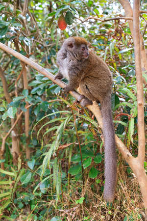 The eastern lesser bamboo lemur (Hapalemur griseus)の写真素材