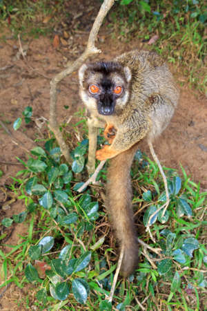 The common brown lemur (Eulemur fulvus) at the Vakona Forest Reserve, Andasibe Mantadia National Park, in Madagascarの写真素材