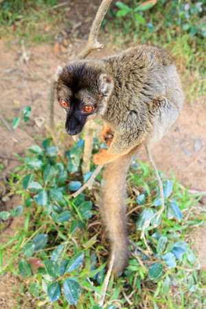 The common brown lemur (Eulemur fulvus)の写真素材