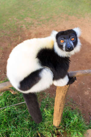 The black-and-white ruffed lemur (Varecia variegata)の写真素材