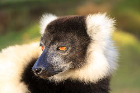 The black-and-white ruffed lemur (Varecia variegata)の写真素材