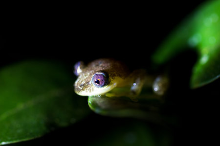 Reed frog, presumably Betsileo Reed Frog (Heterixalus betsileo), in Andasibe Mantadia National Park,...