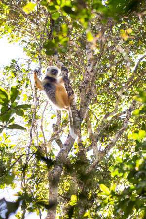 The diademed sifaka (Propithecus diadema), or diademed simpona, in Andasibe Mantadia national park in Madagascarの写真素材