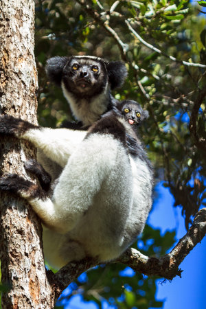 Beautiful image of the Indri lemur (Indri Indri) with crazy baby in Andasibe Mantadia national park...