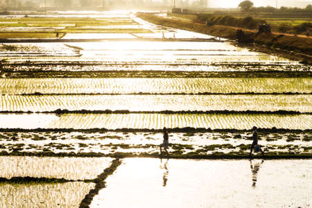 Malagasy people walking in the afternoon sunshine over the many rice paddy\'s in Tana, Madagascarのeditorial素材