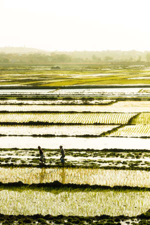 Malagasy people walking in the afternoon sunshine over the many rice paddy\'s in Tana, Madagascarのeditorial素材