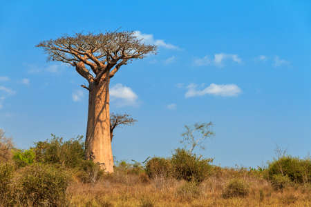 Beautiful Baobab tree in the landscape of Madagascarの写真素材