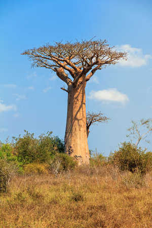 Beautiful Baobab tree in the landscape of Madagascarの写真素材