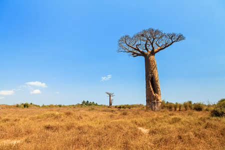 Beautiful Baobab tree in the landscape of Madagascarの写真素材