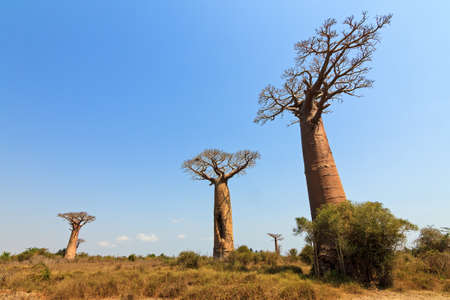 Beautiful Baobab trees in the wide landscape of Madagascarの写真素材