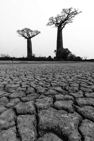 Beautiful Baobab trees in the barren desert landscape of Madagascarの写真素材