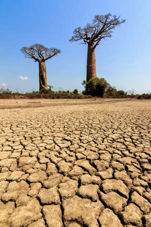Beautiful Baobab trees in the barren desert landscape of Madagascarの写真素材