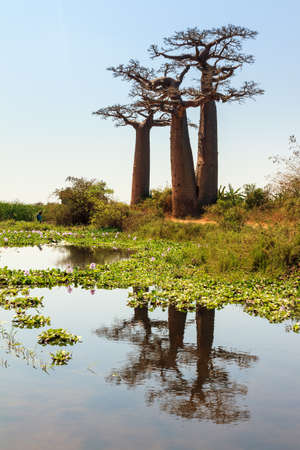 Beautiful Baobab trees in the landscape of Madagascar reflected in a pondの写真素材