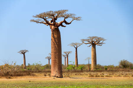 Beautiful Baobab trees at the avenue of the baobabs in Madagascarの写真素材