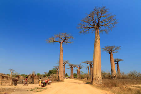 Beautiful Baobab trees at the avenue of the baobabs in Madagascarの写真素材