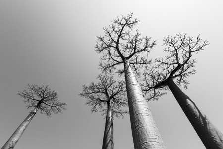 Beautiful backlit Baobab trees at the avenue of the baobabs in Madagascarの写真素材