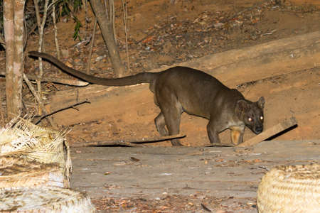 Fossa (Cryptoprocta ferox), the biggest predator of Madagascar in the dry forest of Kirindy Mitea National Parkの写真素材