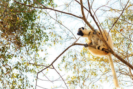Verreaux s sifaka (Propithecus verreauxi), or the white sifaka, with baby in Kirindy Mitea National Park, Madagascarの写真素材