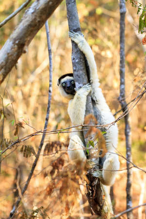 Verreaux s sifaka (Propithecus verreauxi), or the white sifaka, in Kirindy Mitea National Park, Madagascarの写真素材
