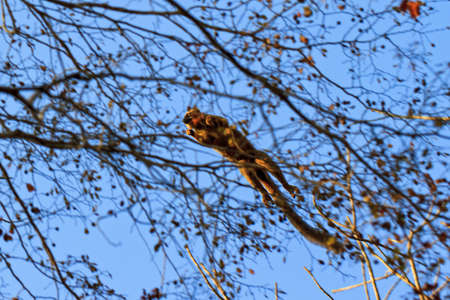 The red-fronted lemur (Eulemur rufifrons) flying through the sky in Kirindy Mitea National Park, in Madagascarの写真素材