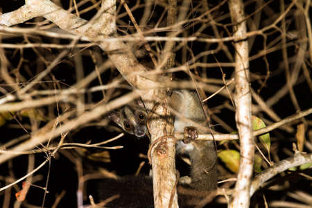 The pale fork-marked lemur (Phaner pallescens) or western fork-marked lemur in Kirindy Mitea National Park, Madagascarの写真素材