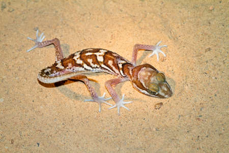 Mocquard s Madagascar Ground Gecko (Paroedura bastardi) in Kirindy Mitea National Park, Madagascarの写真素材
