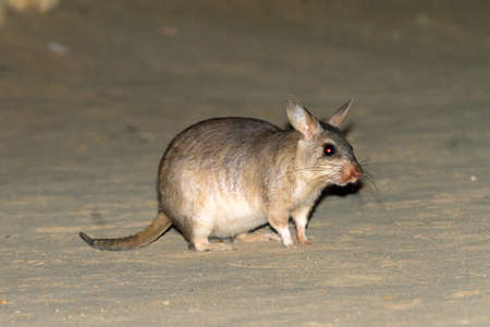 The Malagasy giant rat (Hypogeomys antimena), also known as the votsota or votsovotsa, in Kirindy Mitea National Park, Madagascarの写真素材