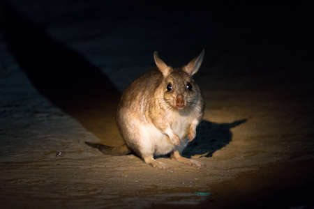 The Malagasy giant rat (Hypogeomys antimena), also known as the votsota or votsovotsa, in Kirindy Mitea National Park, Madagascarの写真素材