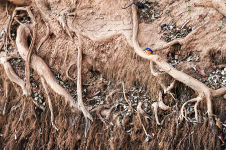 The Malagasy kingfisher (Alcedo vintsioides) on the shore of the Manambolo river in Tsingy de Bemahara strict nature reserveの写真素材