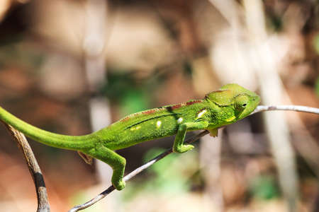 Beautiful camouflaged chameleon in Madagascar, presumably the Oustalet\\の写真素材