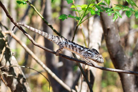 Beautiful camouflaged chameleon in Madagascar, presumably the Oustalet\\の写真素材