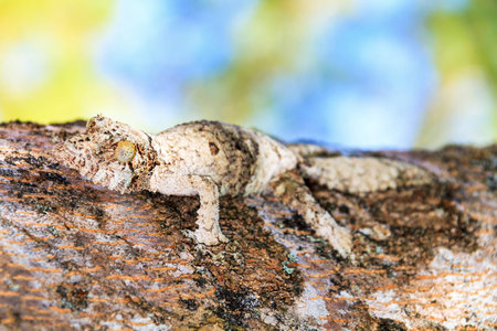 Mossy leaf-tailed gecko (Uroplatus sikorae) camouflaged on a tree in Madagascarの写真素材